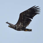 White-tailed Eagle, Outer Hebrides birds