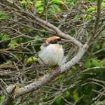 Woodchat Shrike, Outer Hebrides